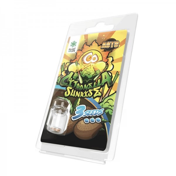 3 Graines Citronella Sunrise AUTO | Plant of Life
