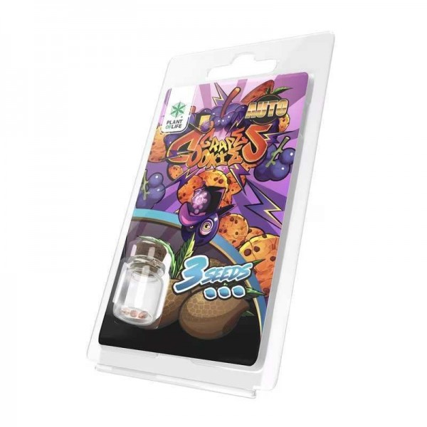 3 Graines Grape Cookies AUTO | Plant of Life