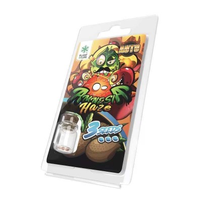 3 Graines Amnesia Haze AUTO...