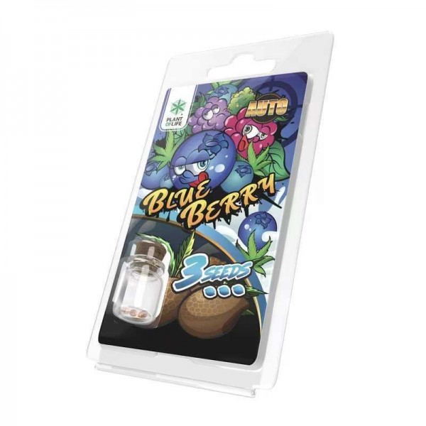 3 Graines Blueberry AUTO | Plant of Life