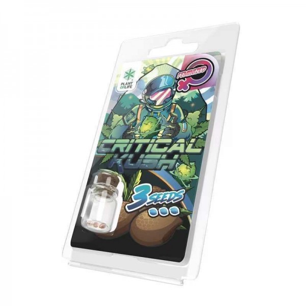 Graines Critical Kush Féminisées Plant of Life