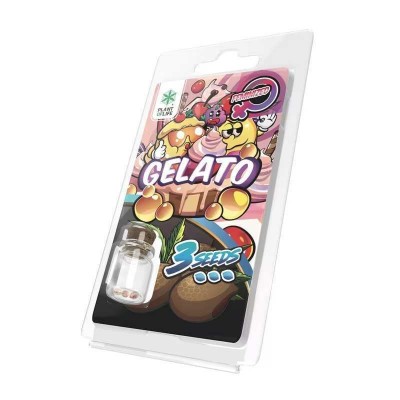 3 Graines Gelato FÉMINISÉE...