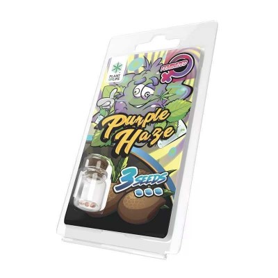 3 Graines Purple Haze...